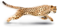 cheetah_PNG14849.png (573×280)