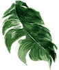 树枝PNG