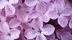 清雅的丁香花图片电脑桌面壁纸鲜花桌面壁纸2