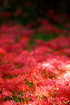 夜华采集到花卉-花海