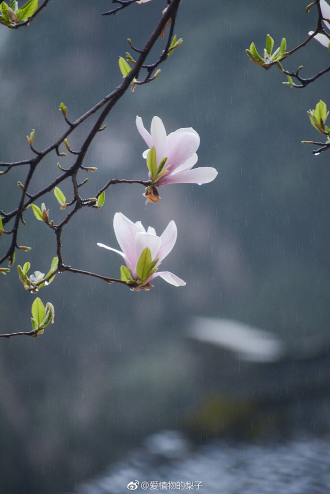 玉兰花