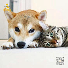 小宝rita采集到宠物