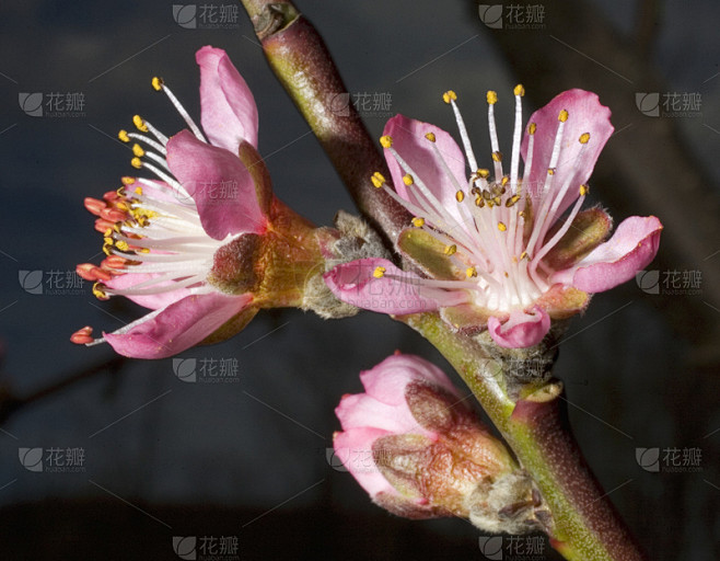 桃树,花头,桃花,水平画幅,水果,无人,...