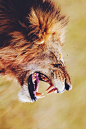wolverxne:

My what big teeth you have | by: { Harry Colquhoun }
