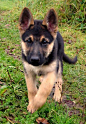 German Shepherd Puppies Check out all kinds of cool dog stuff: 