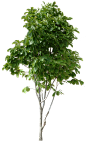 tree PNG