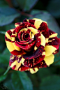Red and yellow rose