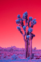 Surreal Californian Landscapes in Infrared