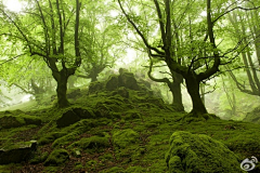 木柚同学采集到树