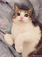 #瓜皮##萌萌# 你们有没有发现……猫咪呕吐的方式也不一样的！皮皮是呕吐前肯定会有征兆和缓冲时间的～她会舌头吐出来脖子一伸一缩的～大概伸缩个4秒5秒？才哇的一口吐出来……所以如果你看到猫咪这样在你沙发或者床上你可以马上反应过来端下去避免灾难发生～……但是萌萌是没有任何征兆的……她是直接 ​​​​...展开全文c