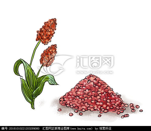 高粱五谷杂粮插画