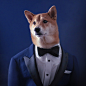 Menswear Dog