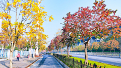 🌸沙沙沙🌸采集到Landscape|道路景观/交叉口