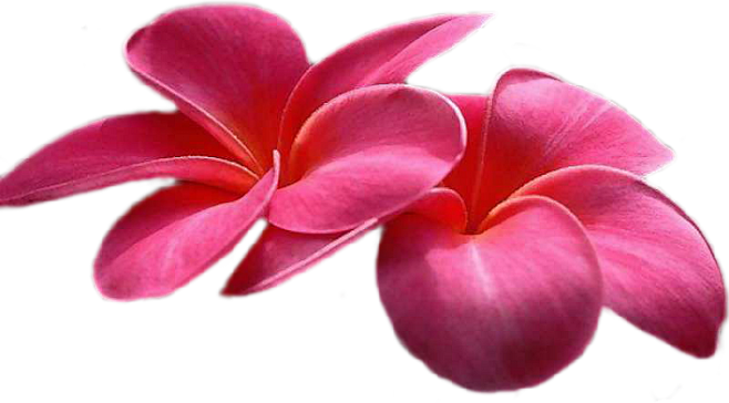 【免抠素材】PNG美丽的花素材