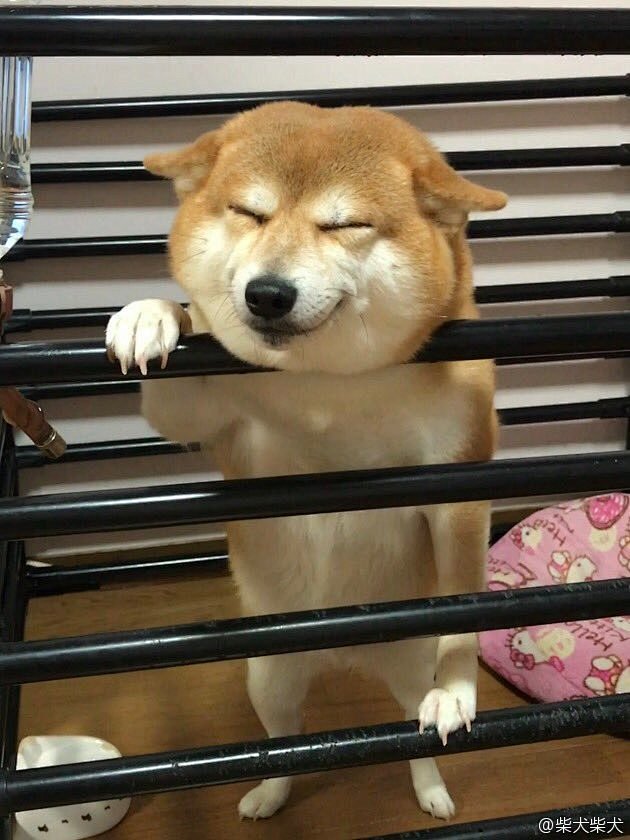 柴犬koro，有欢迎主人回家的特殊表现啦...