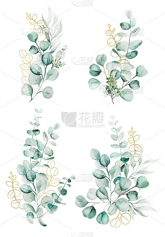 水彩桉树枝叶花束插图素材-花瓣网