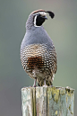 black and white bird on brown wooden stick