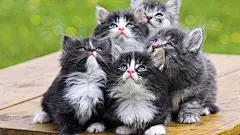 可爱猫咪地一群卖萌猫可爱的电脑桌面壁纸http://www.kutoo8.com/