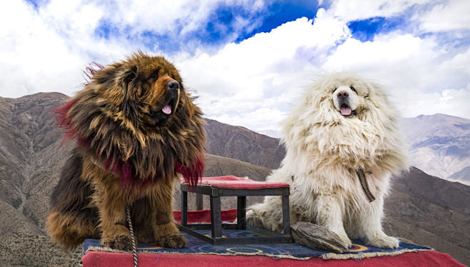 藏地神犬· Tibetan Mastif...