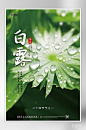 白露24节气之一宣传海报