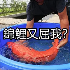 锦鲤表情包