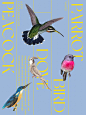 湿地景观物种动物鸟类文艺鹦鹉工笔画花鸟插画拼贴海报AI设计素材-淘宝网