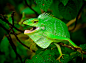 Photograph chameleon by Dodik  Partodiharjo on 500px