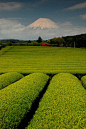Mountain Fuji and tea farm from Shizuoka, Japan #采集大赛# #美景#