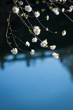 小小~姑娘采集到背景