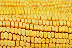 黄色玉米粒作为背景的细节镜头