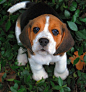 baby beagle...
