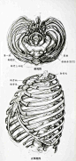 [转载]艺用人体解剖