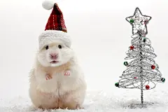 点击来源直接获取大图文件 |Dwarf hamster with christmas red hat on white background