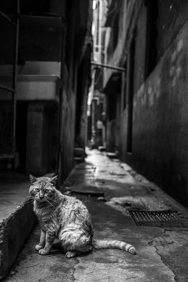 《拆迁区的猫》－shanghai, 06...