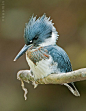 白腹鱼狗
belted kingfisher