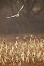 ♂ wildlife photography morning flight by Mark Bridger owl bird wildlif.jpg