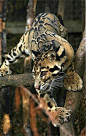 Clouded Leopards: #Clouded #Leopard.: 