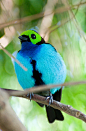 天堂唐加拉雀PARADISE TANAGER（Tangara chilensis）
