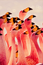 Flamingos