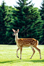 一个美丽年轻棕色的小鹿绿色公园散步