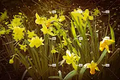 花朵 水仙花 花壁纸 盛开 开花 植物学 花卉背景 生长 自然