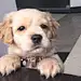 LuGee_