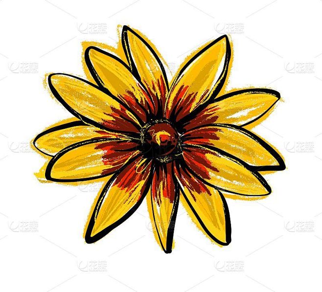黑眼苏珊·鲁德贝卡·赫塔花。手绘草图插图