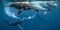 Humpback Whales - Awestore