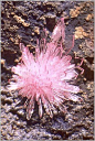 Pink, bladed, stellate spray of strengite crystals on matrix. Location: Indian Mountain, Cherokee County, Alabama, USA. Copyright: © Lou Perloff / Photo Atlas of Minerals