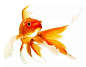 Cometa Goldfish - #Cometa #Goldfish