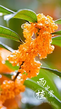 雨中赏桂花天气晚来秋