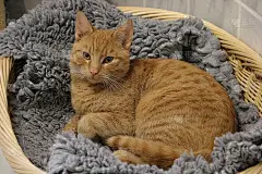 漂亮的红毛猫躺在篮子里
