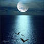 月亮、海、海鸥
