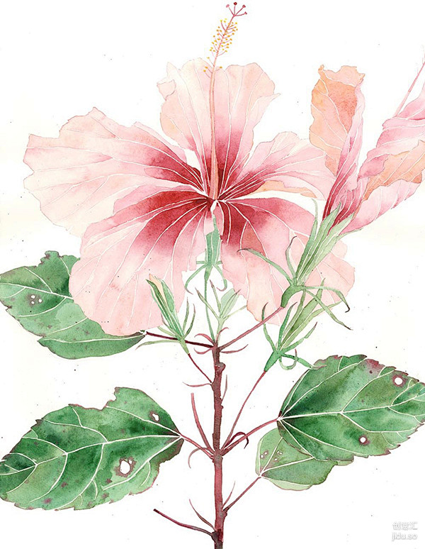 那个夏天，我和我的那些花儿_创意汇